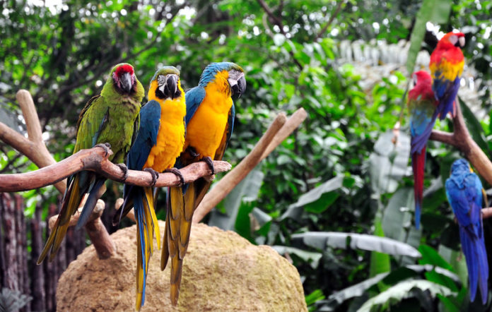 12 EXCITING YET UNCOMMON FACTS ABOUT PARROTS - Twinkle Thomas Magazine