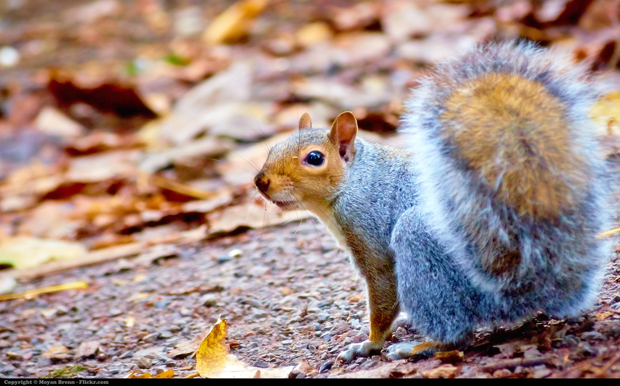 ANIMAL FACTS: INTERESTING FACTS ABOUT SQUIRRELS